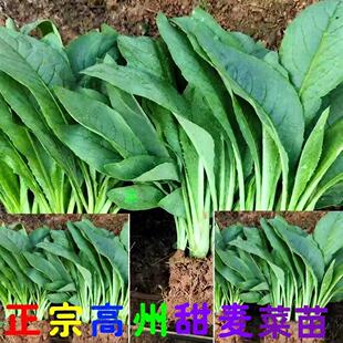 宗广东高州甜麦菜苗苦麦菜秧苗带头带泥四季阳台盆栽蔬菜绿植