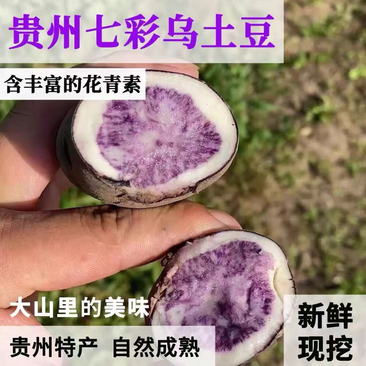 六盘水娘娘山现挖新鲜乌洋芋紫皮紫心七彩土豆粉面香糯非转包邮
