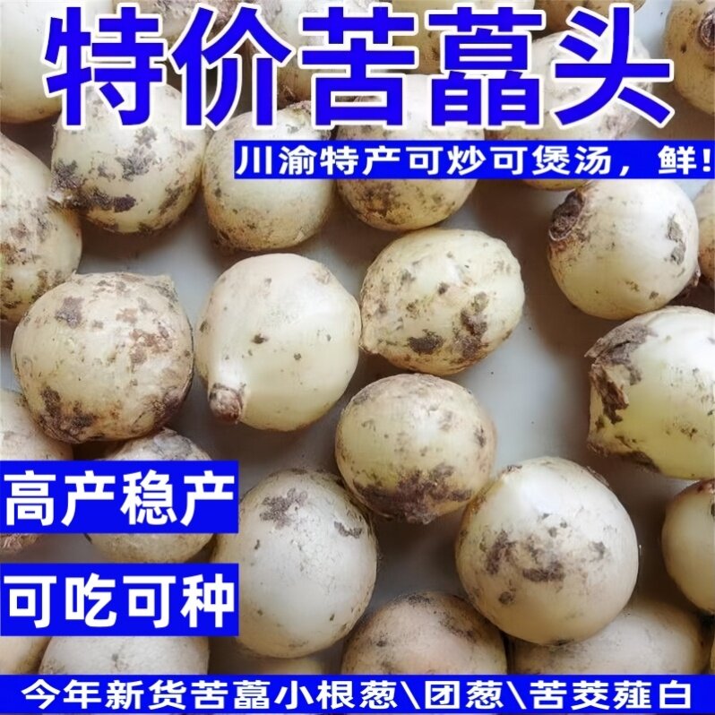 四川野生苦藠种子小根蒜团葱野葱头薤白农家直供新鲜包邮