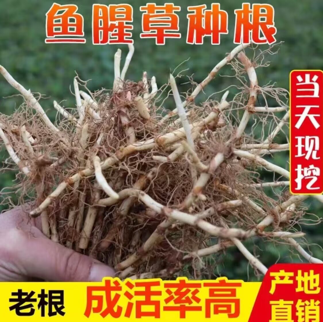贵州野生现挖折耳根带泥盆栽