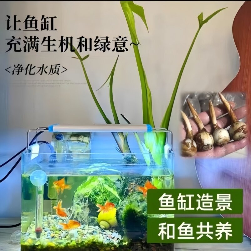 慈姑种根种苗茨菇挺水水草水族装饰净化鱼缸水培新款植物中后景草