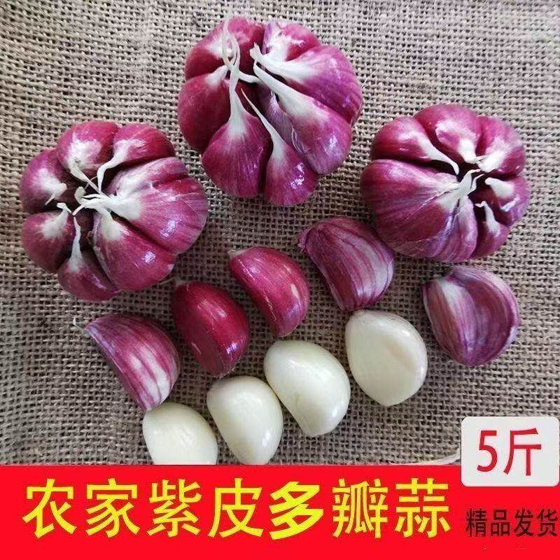 云南大理紫皮大蒜2025年新干货蒜头红皮多瓣5斤装农家自种香