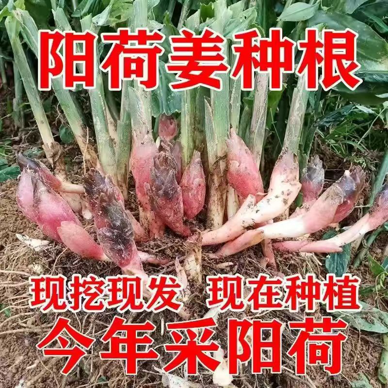 阳荷姜种根苗山野菜种苗农家现挖洋荷根茎四季庭院蔬菜种根盆栽