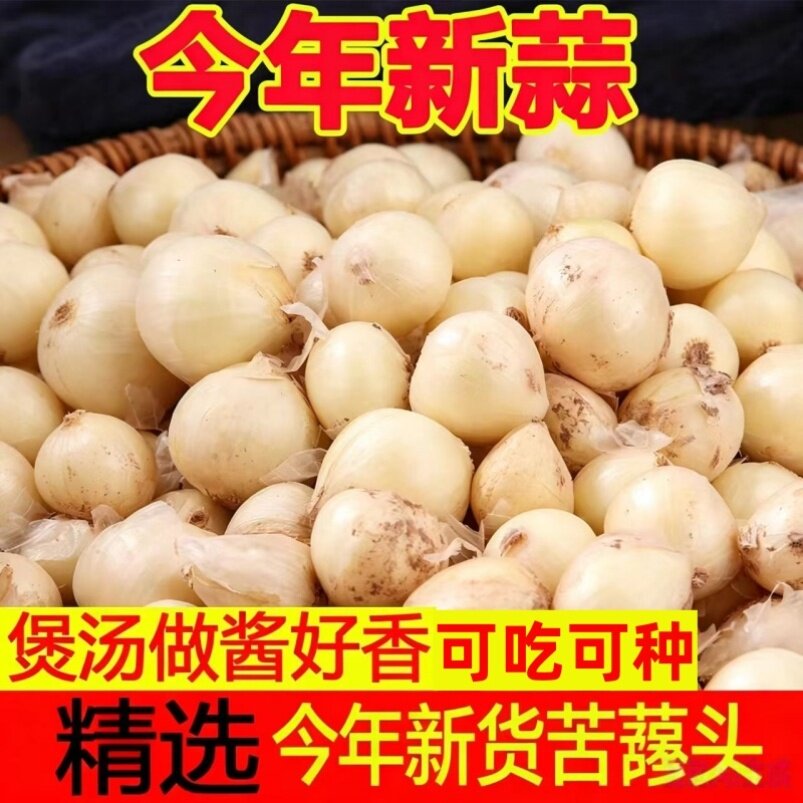 恩施苦藠团葱种子藠头小根蒜苦荞野葱薤白农家种籽直供批发