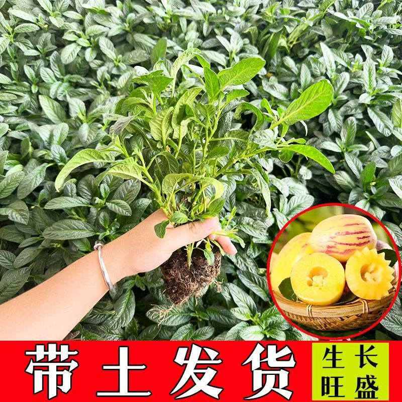 正宗人参果苗带土球黄心大果当年结果四季清甜奶香盆栽南北方秧苗