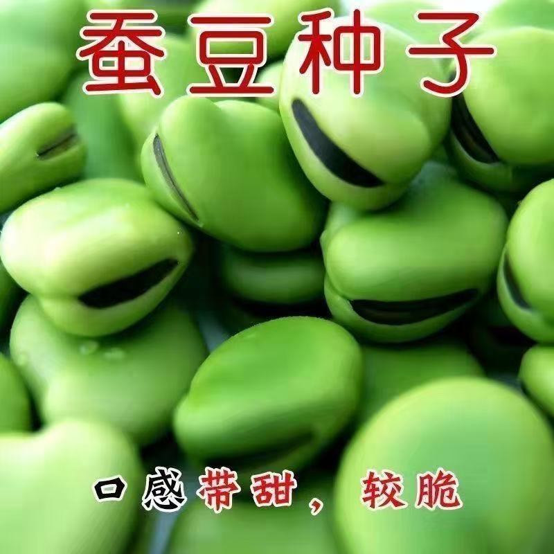 新货干蚕豆生绿胡豆可发芽做油炸罗汉豆莲花豆农家自种