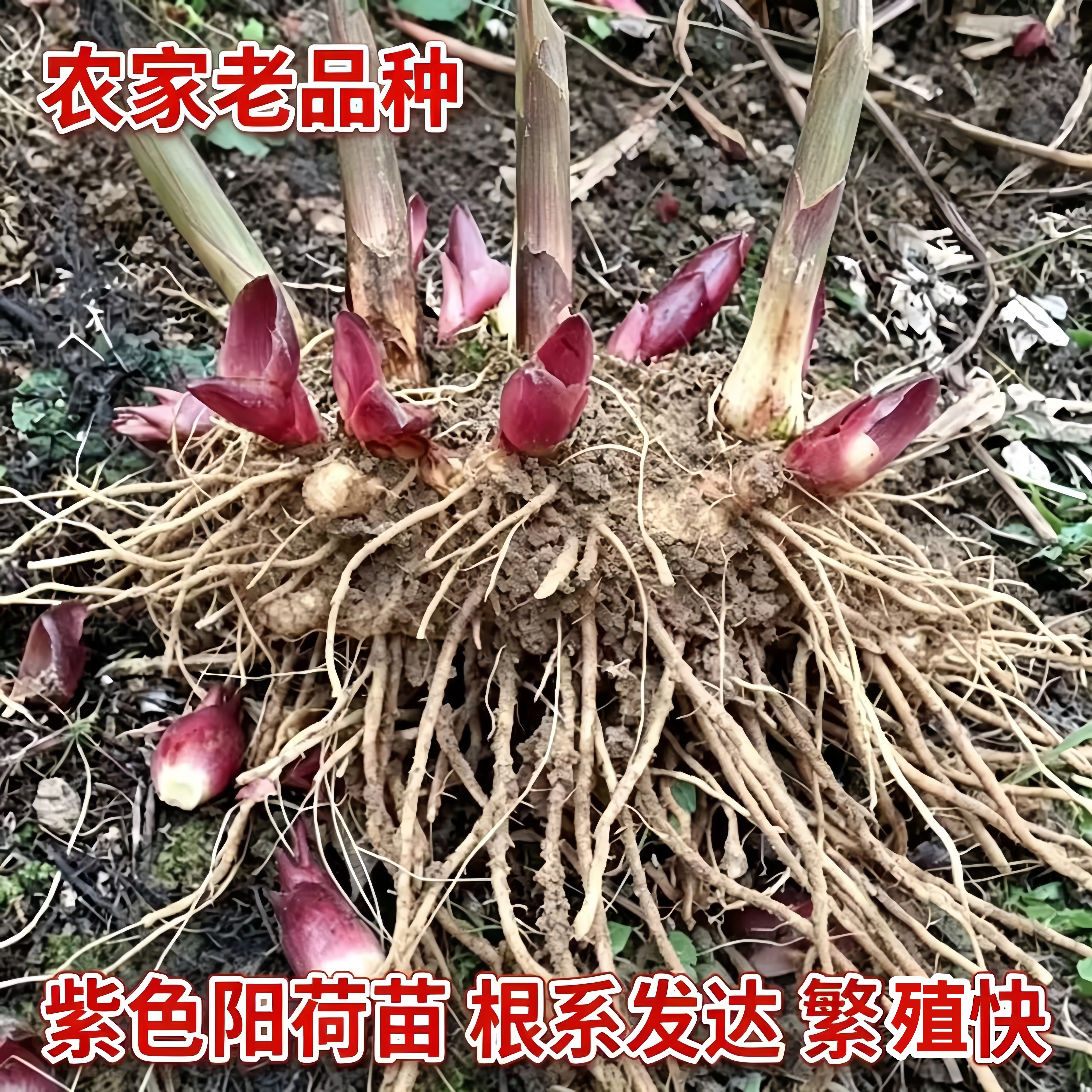 农家紫色品种阳荷根牙新鲜洋荷洋火蔬菜种植阳台庭院盆栽洋荷种苗