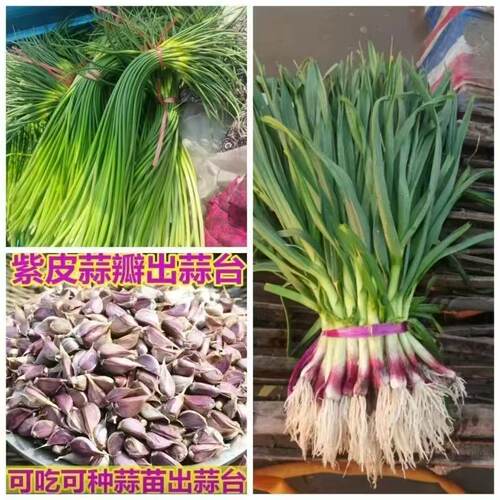 四川紫皮蒜种老品种土蒜早熟二水早出蒜苔硬叶大蒜籽