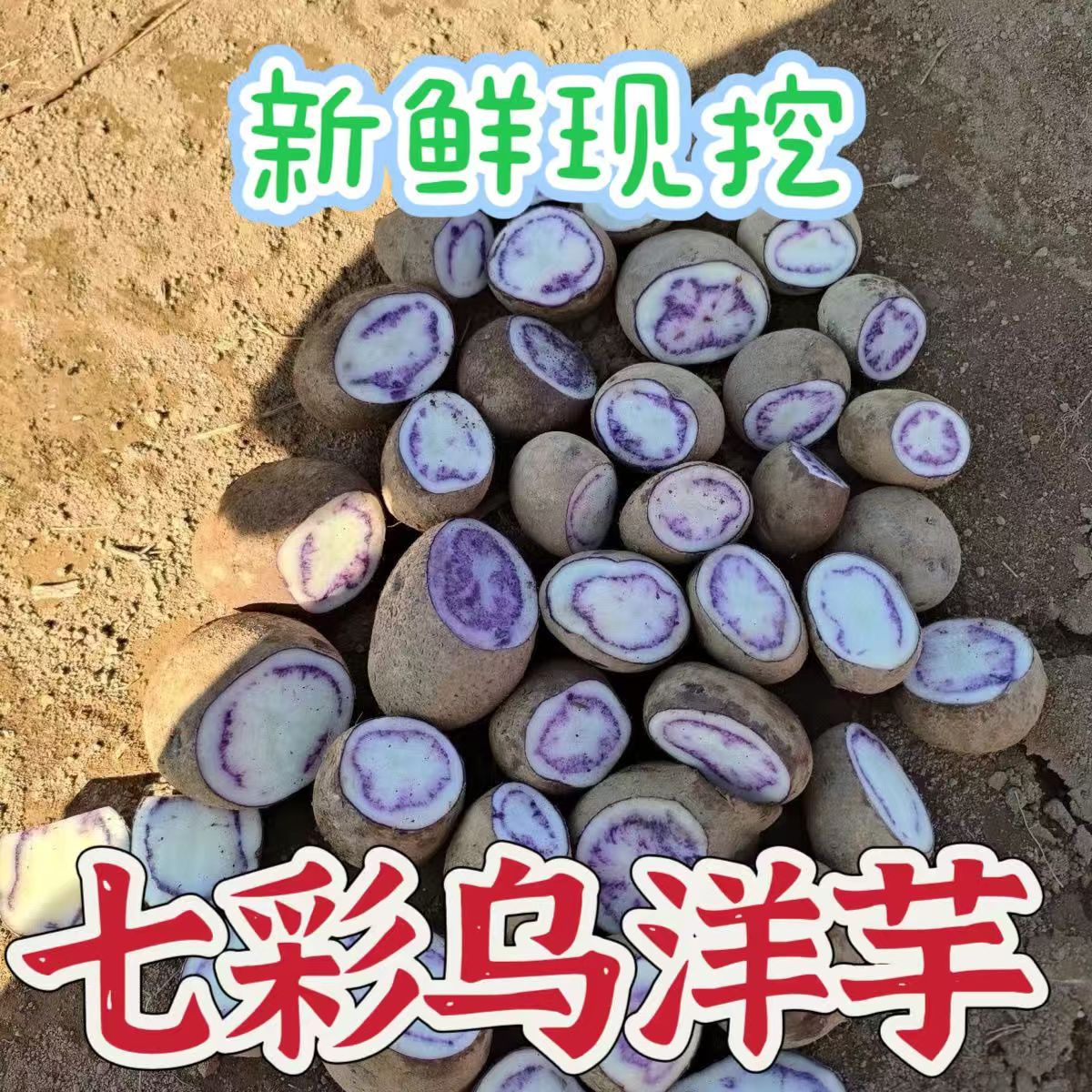 2026年凉山七彩乌洋芋新鲜包邮紫色高山迷你小土豆现挖马铃薯