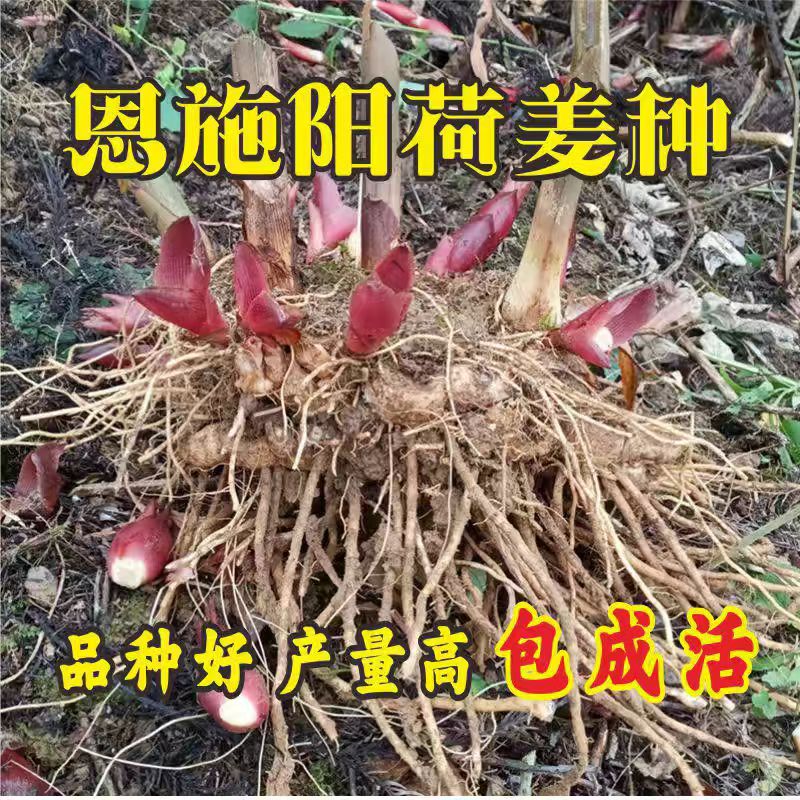 恩施红阳荷洋荷笋姜种根新鲜阳台庭院绿植盆栽洋霍洋荷姜现挖种子