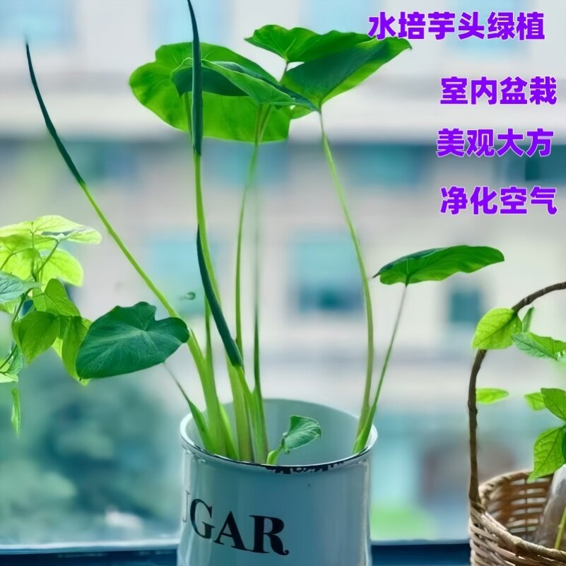 过滤水质水培芋头水生绿植鱼缸鱼池通用沼泽养龟庭院常青盆栽苗
