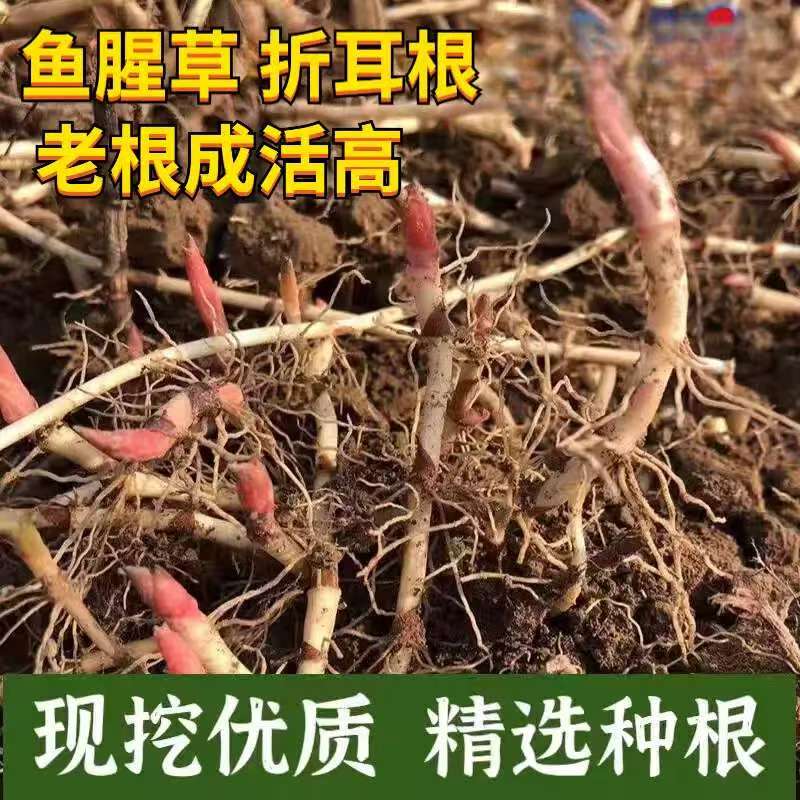 贵州野生现挖带泥老折耳根