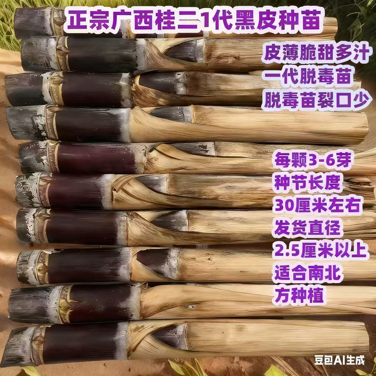 广西黑皮黄皮甘蔗苗种子带芽南北方种植盆栽水果甜薄皮黄金种苗