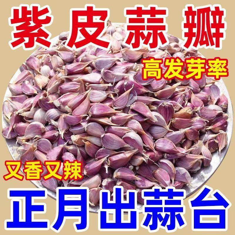 川蒜青蒜苗种植出蒜薹长蒜苗正宗蒜种手剥小蒜瓣种子紫皮大蒜