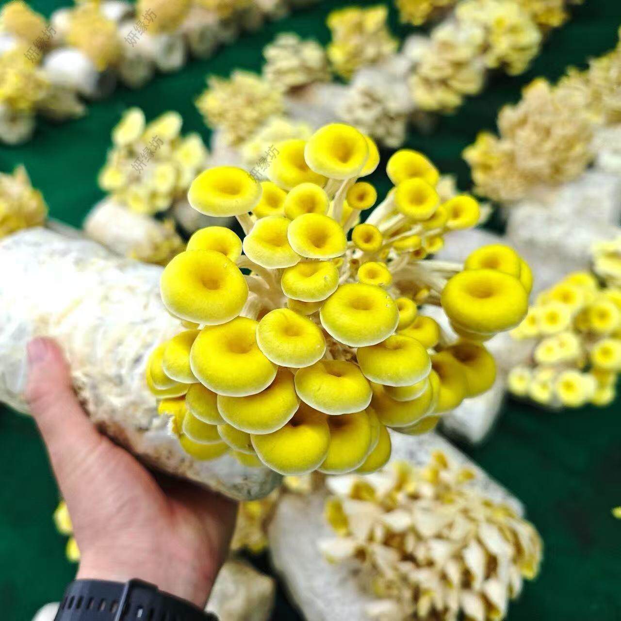 家庭种植蘑菇菌包菌种家种菌包可食用榆黄菇灰平菇红平菇懒人种