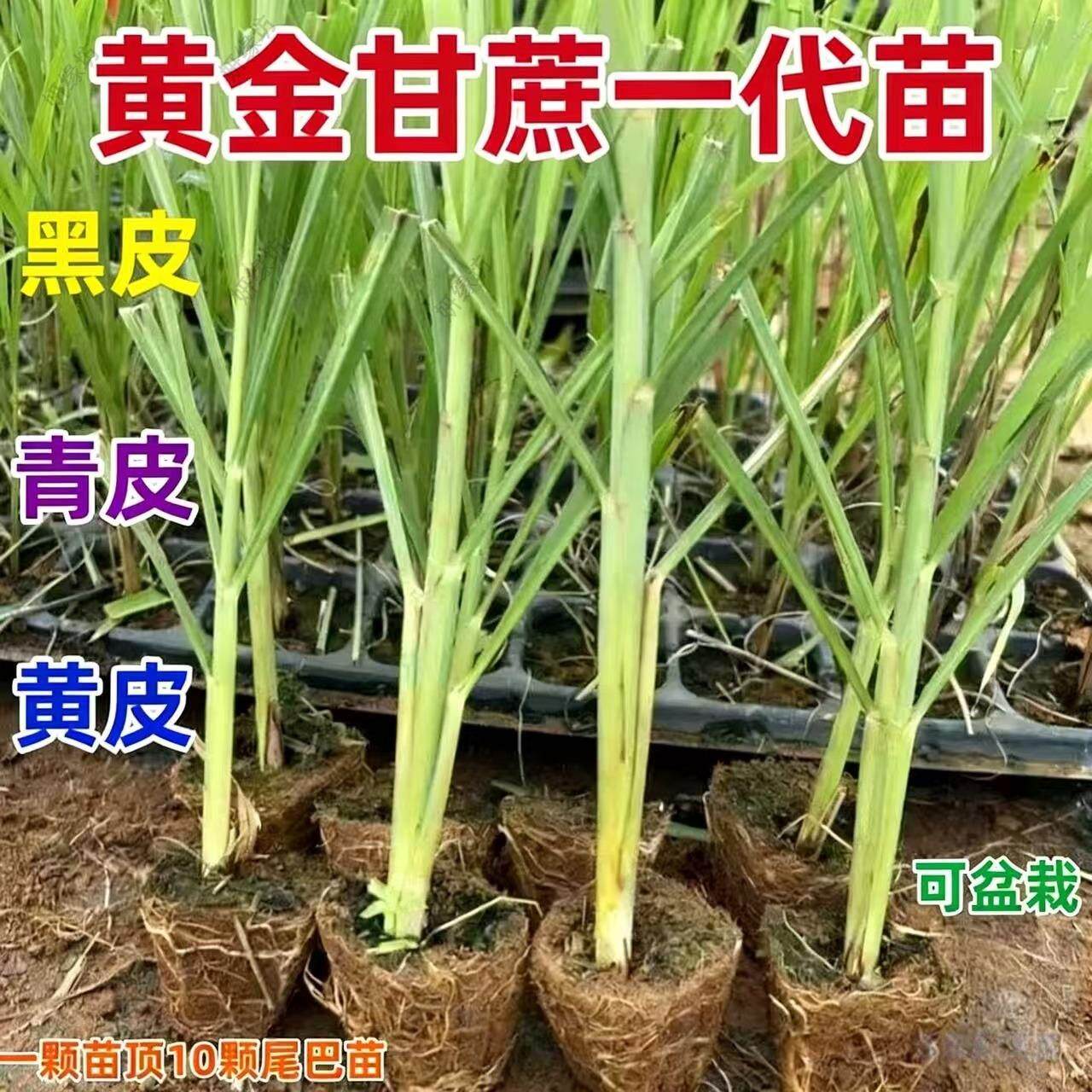 广西黑皮黄皮白玉特甜甘蔗种苗带芽孢高产正宗黄金甘蔗苗种植