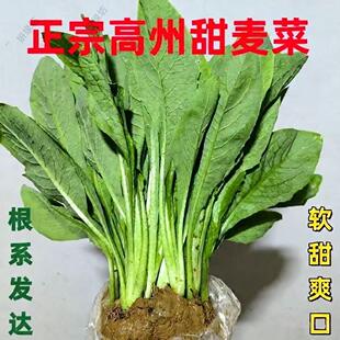 正宗高州甜麦菜苗油麦八甲苦唛菜苗适合秋冬种植阳台盆栽蔬菜苗