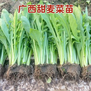 广西博白甜麦菜秧苗 大叶四季耐热花芽苦麦麻菜 高州甜麦菜批发种