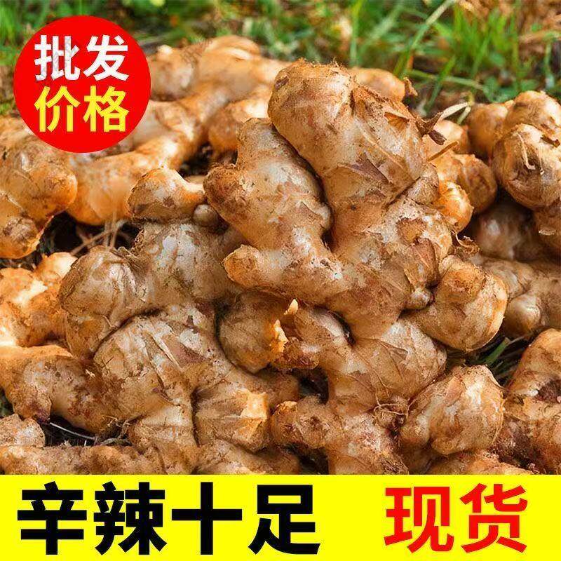 现挖山地老姜云南小黄姜正宗月子姜姜母姜块新鲜蔬菜整箱批量走货