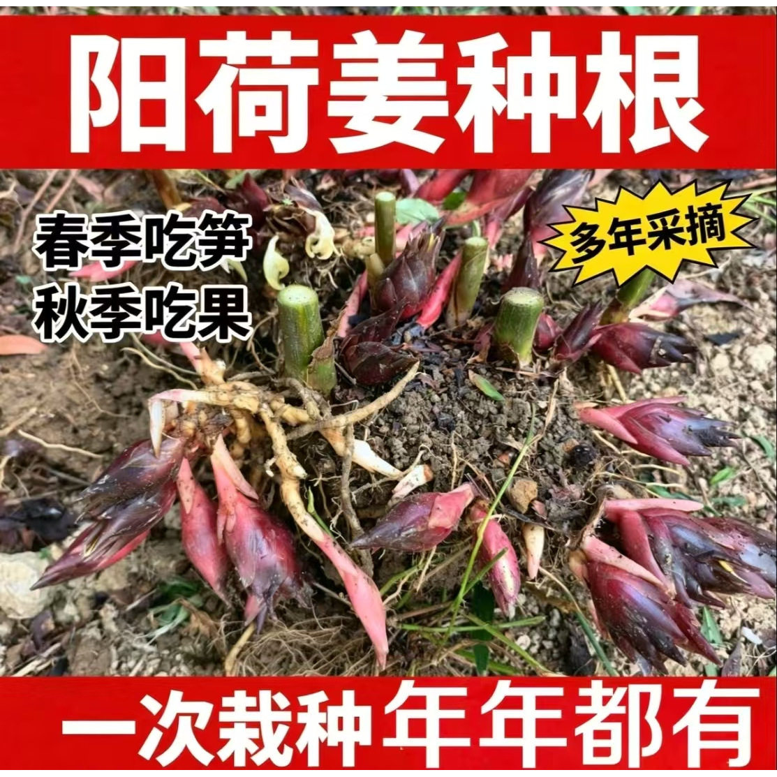 阳荷姜种子洋荷种苗洋河姜种根四季盆栽蔬菜农家野生阳荷易活根苗