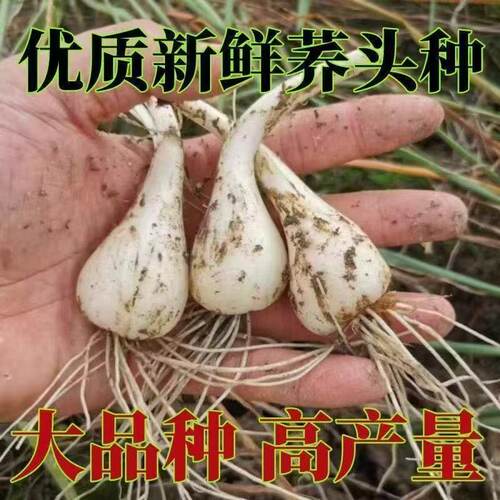 026现挖荞头新鲜无叶茭头