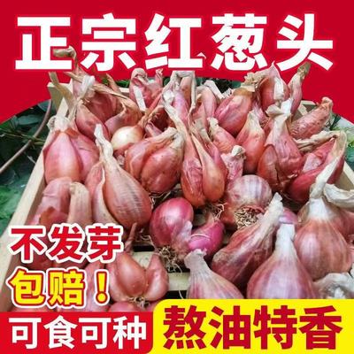广东四季小香葱种头苗 火葱红头葱子 阳台小葱干葱头种植