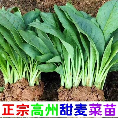 广西博白花芽甜麦菜苗高州甜麦菜秧苗四季盆栽易活高产蔬菜苗