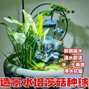 慈菇水培种球茨菇种苗懒人净化鱼缸室内四季水生植物燕尾草装饰草