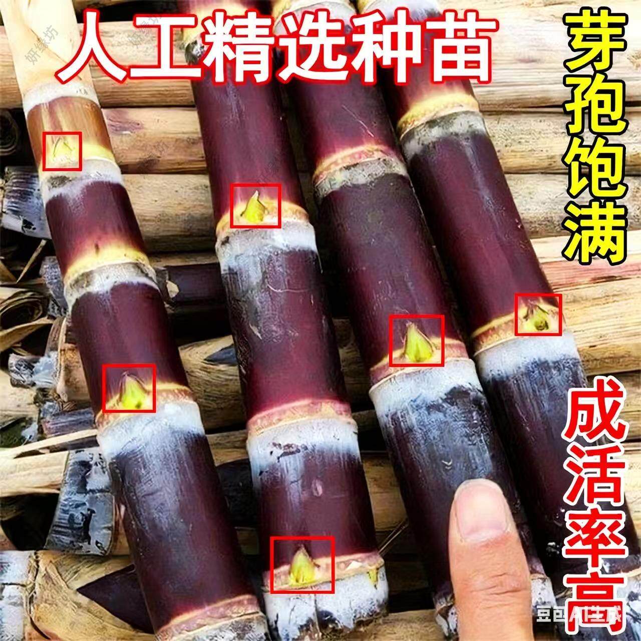 广西黑皮甘蔗种苗小苗盆栽种植高产甜脆水果甘蔗带芽种子秧苗