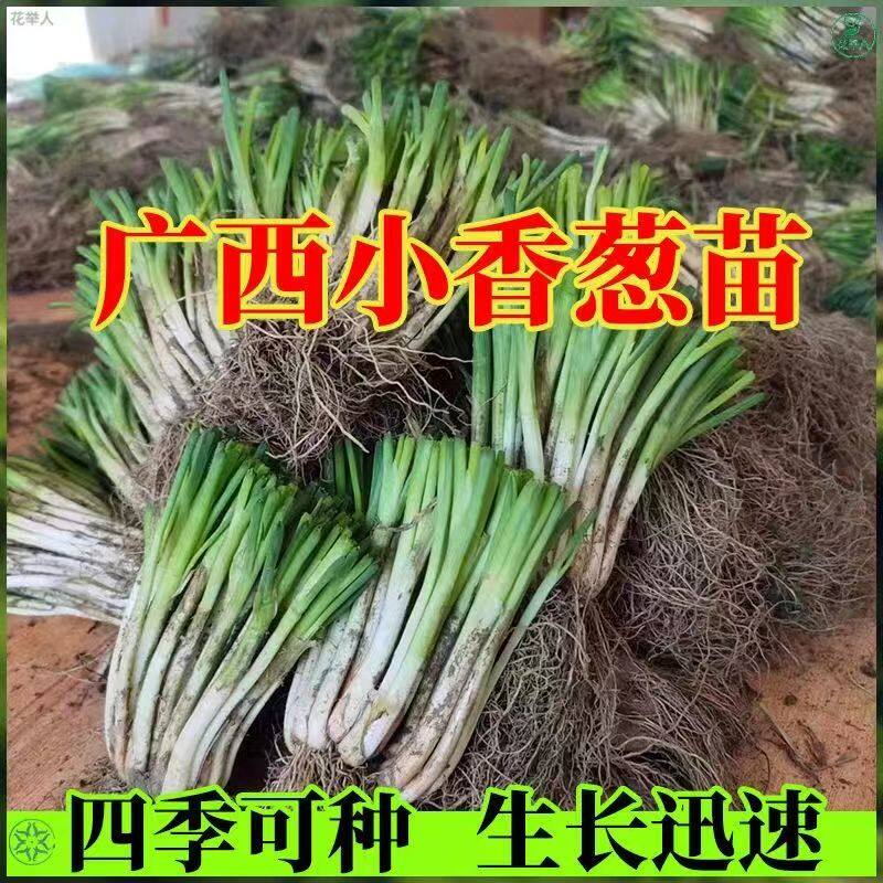 广西四季小香葱种苗带根易种