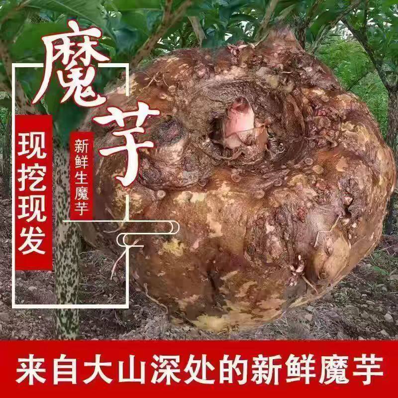 新鲜现发四川魔芋当季魔芋生魔芋头制作豆腐原料助农大果现货