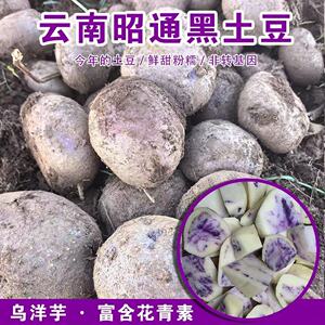 凉山七彩乌洋芋高山小土豆10斤包邮农家马铃薯宝宝辅食2026年新鲜