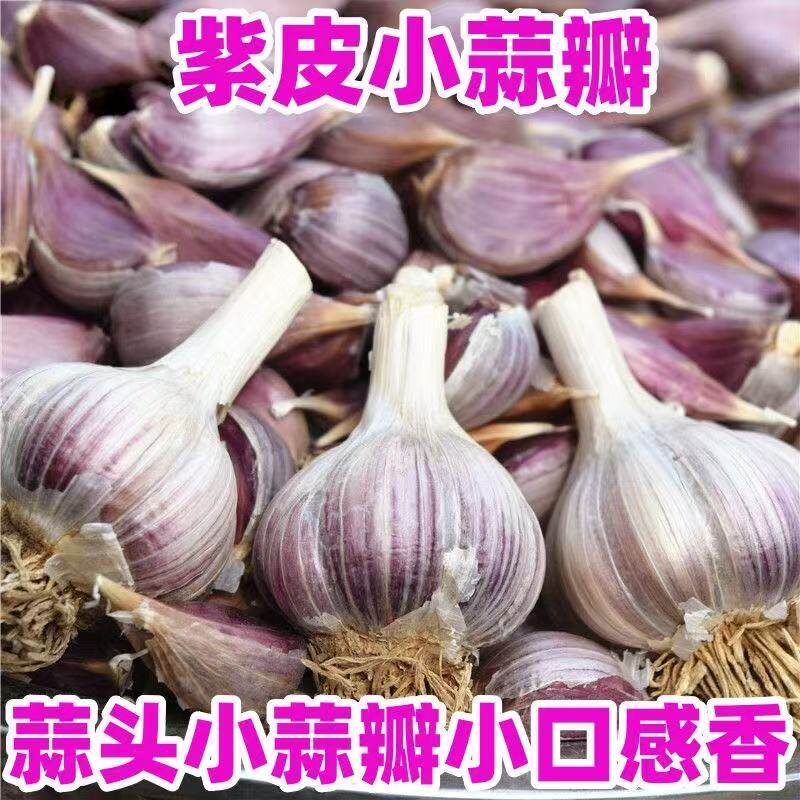 吃蒜苔的蒜种正宗紫皮大蒜种子红皮大蒜香蒜出蒜苔本蒜薹蒜苗