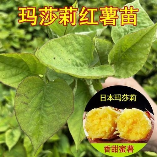 红瑶红薯苗老品种西瓜红地瓜苗榴莲蜜薯板栗糖心苗种包邮种苗