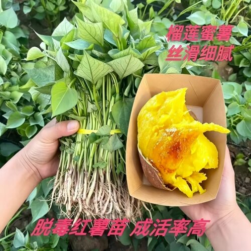 红瑶蜜薯红薯苗高端品种西瓜红糖心板栗薯冰淇淋紫薯苗秧苗种
