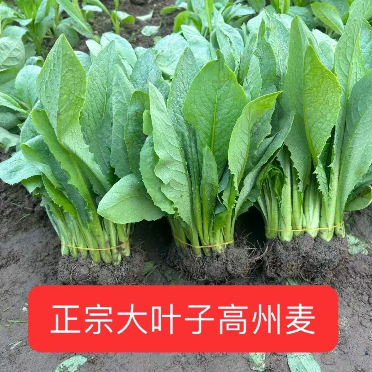 高州甜麦菜批发种子 广西博白花芽苦麦麻菜 大叶四季耐热蔬菜秧苗
