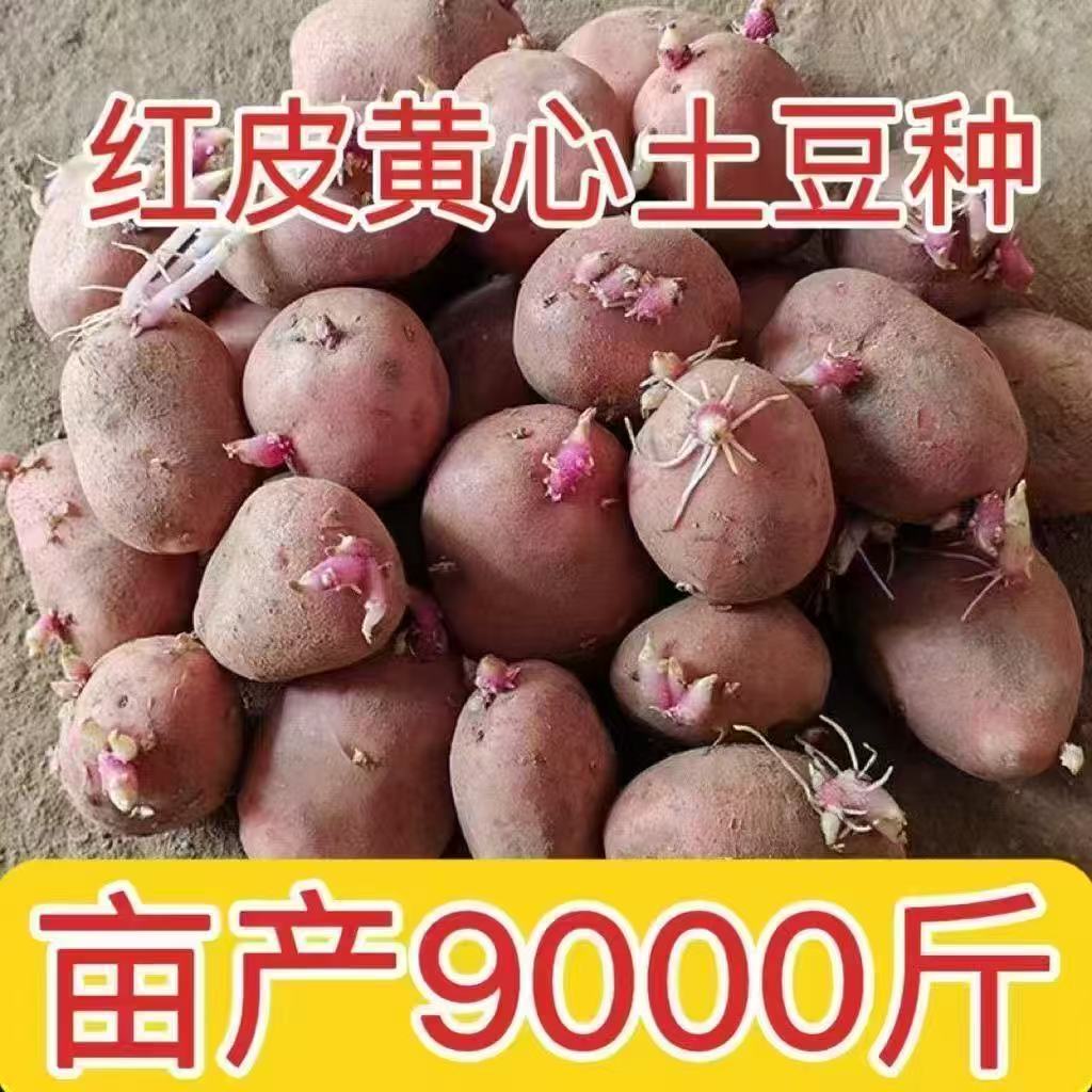 云南带芽红皮土豆种籽种植黄心洋芋农家自种黄皮马铃薯种子老品种