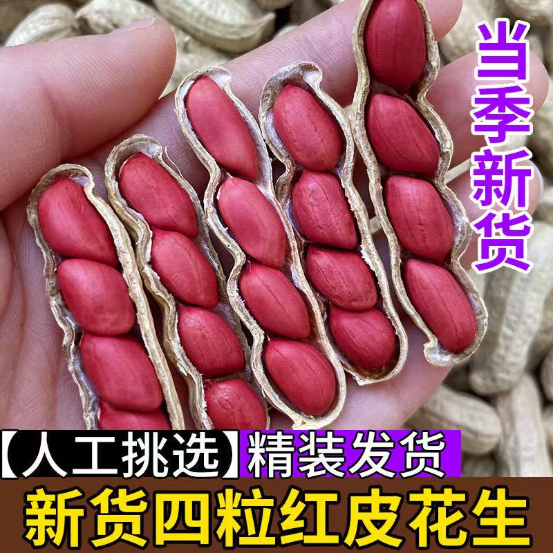 超高产多粒红花生原种正品红皮早熟矮杆抗病抗旱易种新种批发