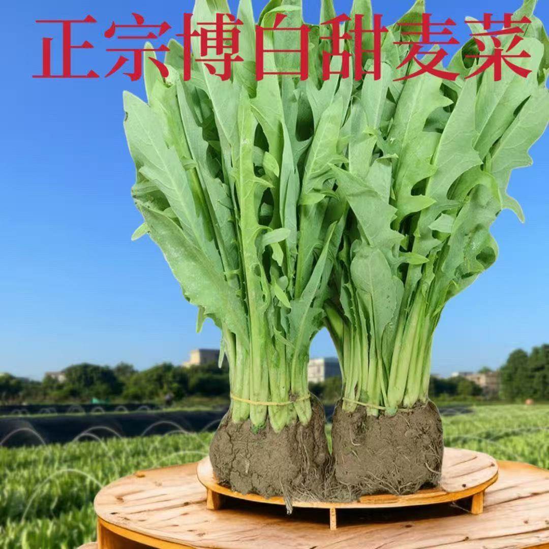 现拔现发广西博白花芽 甜麦菜秧苗带根泥白梗软脆 盘栽种植蔬菜苗