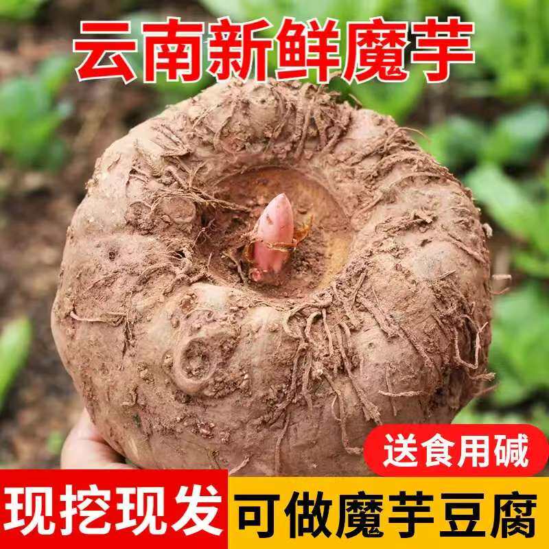 云南高山农家自种魔芋豆腐原材料新鲜现挖5斤送碱食用大个包邮