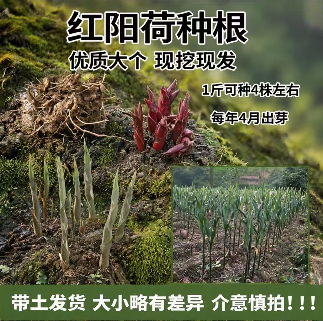 新鲜红阳荷姜种根洋荷种苗现挖现发四季易活盆栽地栽蔬菜种根包邮