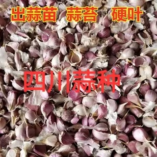 彭州产地2026紫皮红根蒜种子高产苔蒜苗硬叶早熟香蒜四季专用批
