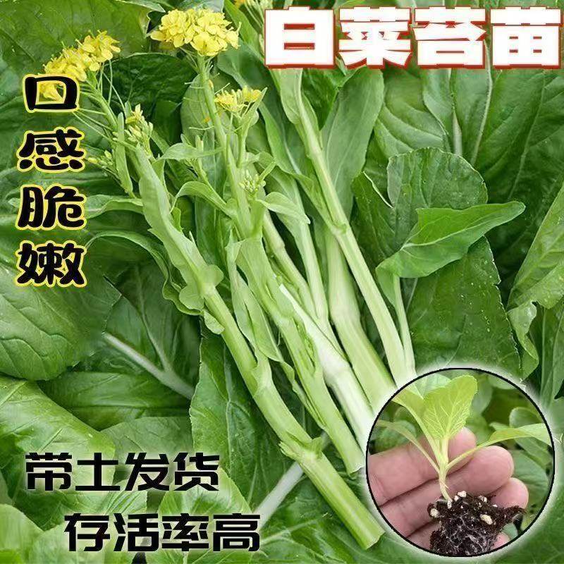 广东广州白菜苔菜苗甜菜心四季高产易活带土球多次采新鲜蔬菜苗,鲜花速递/花卉仿真/绿植园艺,其它园艺用品,淘宝优惠券,粉丝福利购,淘宝优惠卷