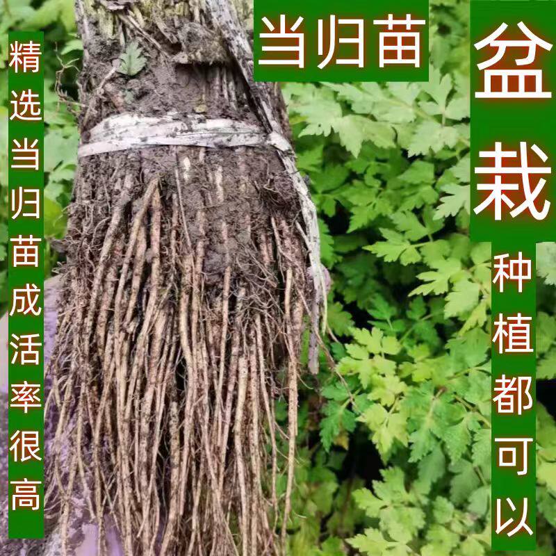 可盆栽地栽当归苗黄芪苗党参苗甘肃岷县带土植株成活率高现挖包邮
