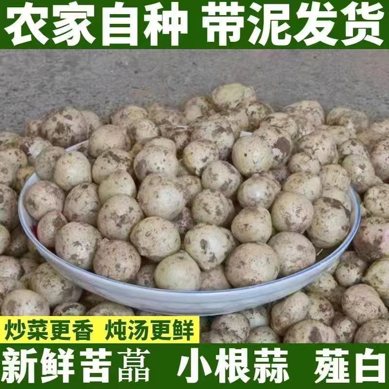 四川特产苦茭新鲜薤白小根蒜山蒜苦蒜野蒜苦藠团葱藠头2斤