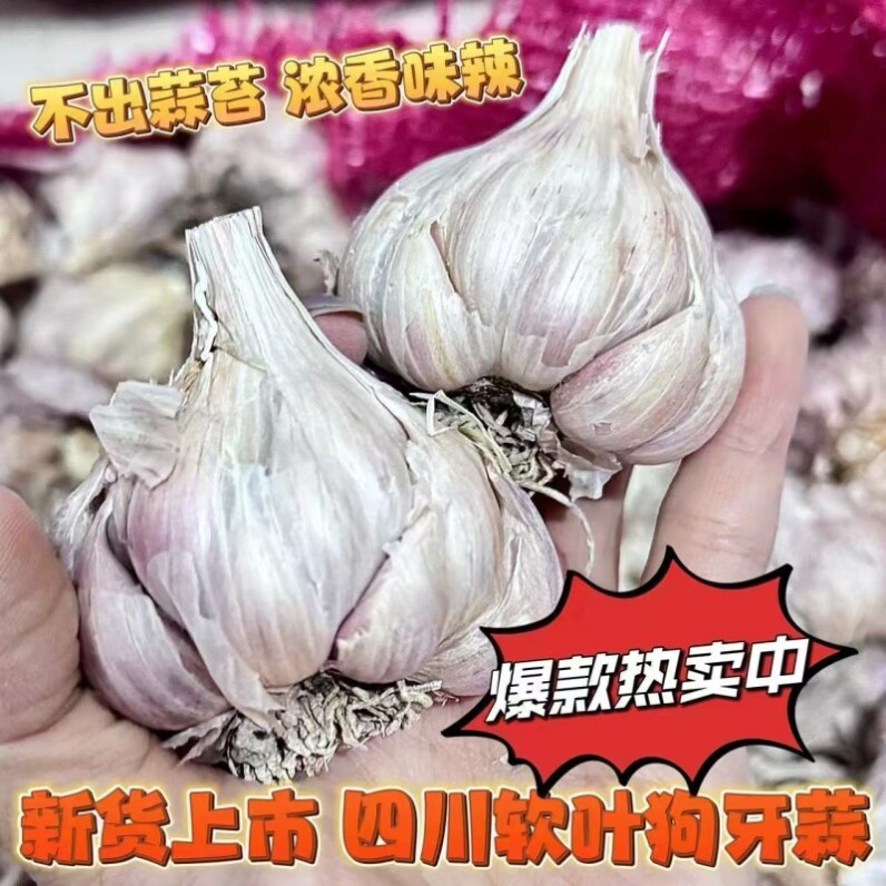 四川狗牙蒜干大蒜紫皮红皮多瓣香蒜农家自留种可吃可留种食用蒜头