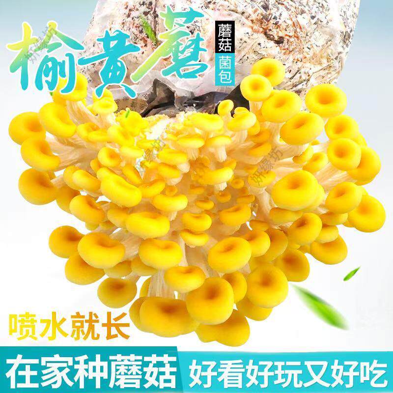 可食用蘑菇菌包家庭种植菌种懒人盆栽室内阳台儿童diy蘑菇种植包