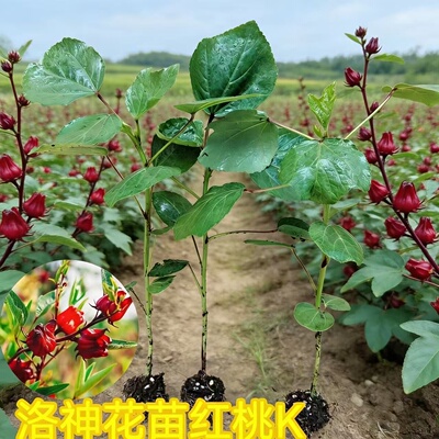 洛神花苗玫瑰茄苗红桃k苗泡酒泡水穴盘苗苗厂育苗家庭种植