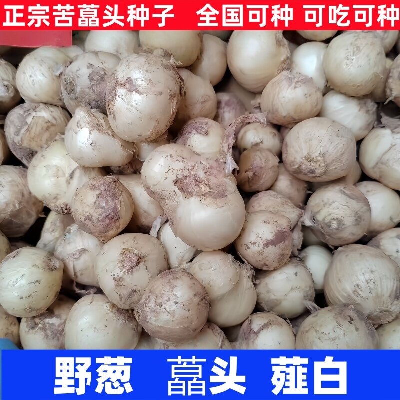 川渝特产苦藠种子团葱小根蒜野葱头薤白新鲜直供批发包邮