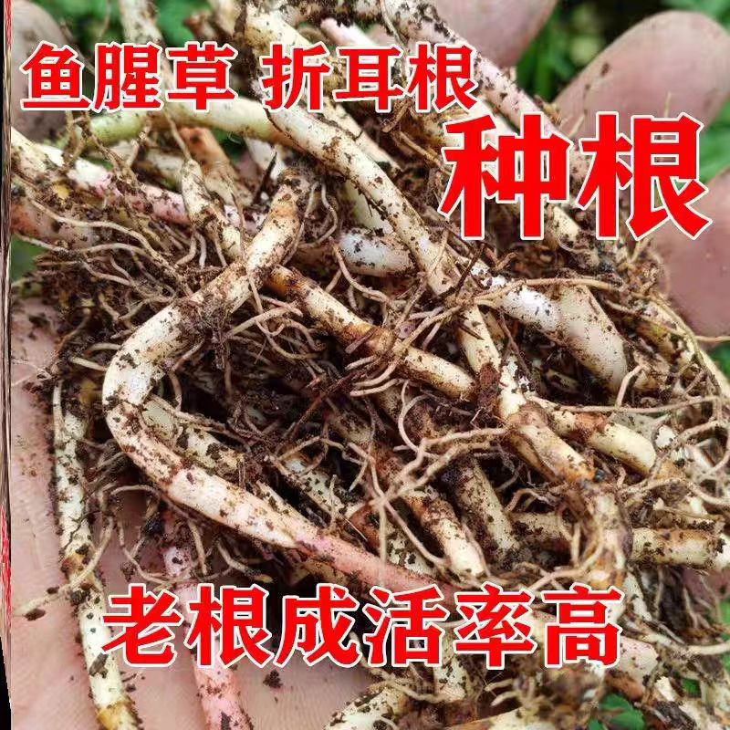 重庆贵州新鲜折耳根带泥发